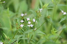 Image result for Conostomium natalense