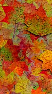 We have an extensive collection of amazing background images carefully chosen by our community. 378706 Free Fall Wallpaper Iphone 1080x1920 Download Hd Wallpaper Wallpapertip