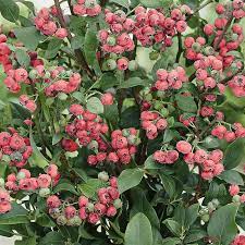 The pink lemonade blueberry is a new hybrid cross between a southern ribbiteye and northern highbush varieties. Blueberry Pink Lemonade Fruit Plant Free Delivery