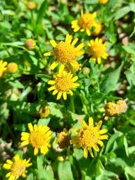 Image result for Acmella