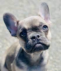 Maybe you would like to learn more about one of these? French Bulldog Colors Explained Ethical Frenchie