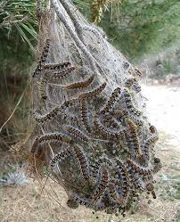 Pin On Caterpillar