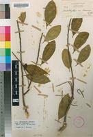 Image result for Anisophyllea