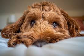 Why buy a cockapoo puppy for sale if you can adopt and save a life? Are Cockapoos Hypoallergenic Do They Shed Faqs Answered Aspca Pet Health Insurance