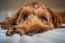 The cockapoo is also known to be highly adaptable to changing environments. Are Cockapoos Hypoallergenic Do They Shed Faqs Answered Aspca Pet Health Insurance