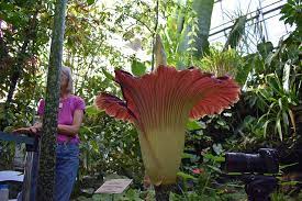 Perfect What Is A Bloom Corpse Flower And Review Corpse Flower Blue Bell Flowers Flowers