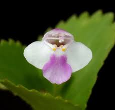 Image result for Craterostigma nummulariifolium