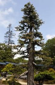 Main gate 17 von 205 sehenswürdigkeiten in oakland. Bonsai Master Yasuo Mitsuya Visits Oakland Garden Bonsai Oakland Gardens Redwood Bonsai
