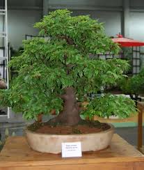 Indoor und outdoor bonsai und sämtliches zubehör Internationale Gartenschau Hamburg Bonsai Im Norden