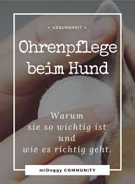 Ohrenpflege Beim Hund Warum Sie So Wichtig Ist Und Wie Es Geht Mit Bildern Hunde Hundegesundheit Gesunde Hunde