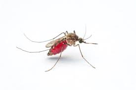 Since 1960 we've been serving the georgia and south carolina csra region and soon expanded into the greenville and columbia, sc markets. Squito Control Columbia Sc Mosquito Misting System