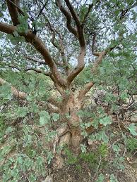 Image result for Commiphora caerulea