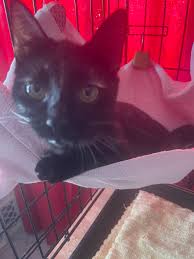 Brunilda Negron (@BrunildaNegron)