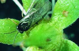 Image result for puklice švestková obrázek