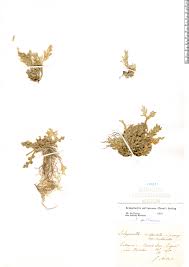 Image result for Selaginella imbricata