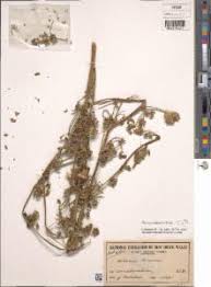 Image result for Hibiscus tridactylites