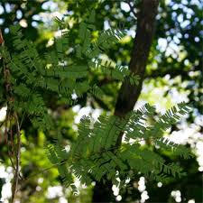 Image result for Acacia pentagona