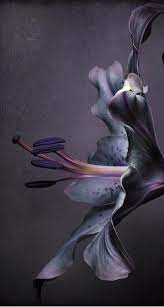 Pin On Nature Wallpapers Iphone
