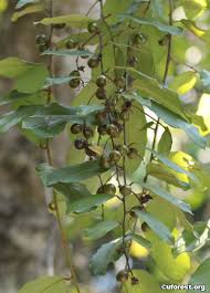 Image result for Bridelia ripicola