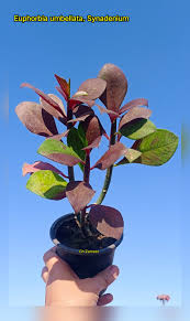 Image result for Euphorbia umbellata