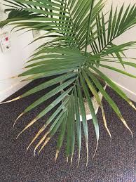 Clink on the links to learn more. Advice On Keeping A Majesty Palm Happy And Avoiding Brown Tips Houseplants