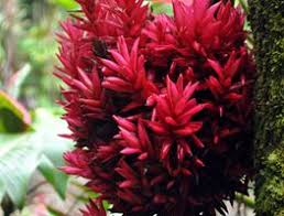 If you have a big house with a huge front yard, you have to consider that not all. Tropical Garden Design