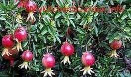 Typically pomegranates are grown as a tree, but they can be grown as a large bush by allowing suckers to grow, and keeping it pruned for size. How To Grow Pomegranate Tree