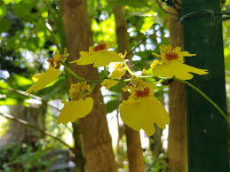 Image result for Ozoroa gomesiana