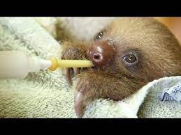 Bottle Feeding A Baby Sloth Youtube Baby Sloth Sloth Bottle Feeding