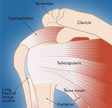 The human shoulder is made up of three bones: Rotator Cuff Tears Orthoinfo Aaos