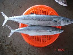 With many benefits from these oily fish, ikan tilapia can be bought in bulk for bigger savings. Ikan Tenggiri Frozen Spanish Mackerel Buy Frozen Spanish Mackerel Frozen Makerel Spanish Mackerel For Sale Product On Alibaba Com