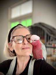 Lost cat paddy found safely