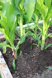 How to grow sweet corn in a small garden. How To Grow Sweet Corn At Home Gardener S Path