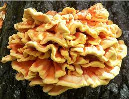 100g of chicken of the woods mushrooms contain 33 calories, 6g of carbs, 3g of fiber, 14g of protein, 1g of fat, 150 mg of potassium, 10% of daily vitamin c, and 5% of daily vitamin a. Chicken Of The Woods Laetiporus Sulphureus Inaturalist