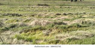 Image result for Eragrostis tef