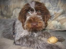 Learn all about this dog's physical description, breed standard, history, personality, trainability eduard karel korthals bred the wirehaired pointing griffon with the intention of creating the perfect hunting dog. Wirehaired Pointing Griffon Dog Breed Information And Pictures