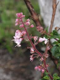 Image result for Plectranthus chimanimanensis