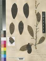 Image result for Octolepis