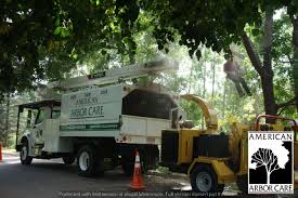 Contact arbor care for pruning, thinning, crown lifting, transplanting, tree removal, stump grinding, power line clearance, resource consent trusted arboriculture professionals: Denver Area Tree Services Lawn Care American Arbor Care