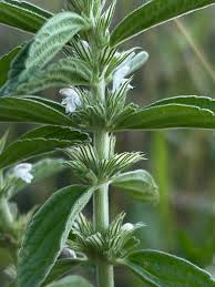 Image result for Leucas neuflizeana