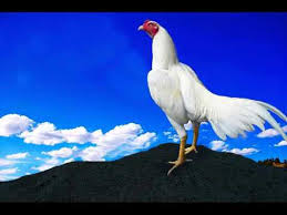 Jaman Siswa Jago Putih Youtube