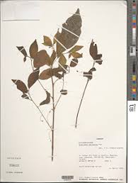 Image result for Acalypha chirindica