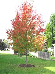 The lobed leaves turn outstanding shades of orange, scarlet and crimson in the fall. Midwest Gardening Trees Index