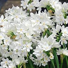 Amazon Com 10 Paperwhites Bulbs Nir 17 Cm Size Extra Large Paperwhites For Forcinggrown In Israel Easy To Grow Bulbs Carlsbad Flower Fields Bulb Flowers