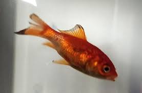 Although preventing fin rot is easy, treating it can be slightly. Is My Fish Suffering From Fin Rot Or Is This Just A Sign Of Wear And Tear Pets Stack Exchange
