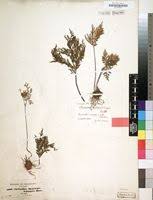 Image result for Cheilanthes schimperi