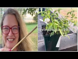 Planting Vanessa Bell David Austin Rose in the new bed💛