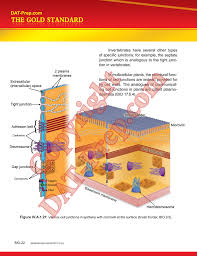 Dat Prep Gold Standard Dat Preparation Dental Admission Test