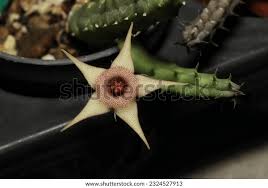 Image result for Huernia procumbens