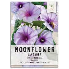 Image result for Ipomoea turbinata